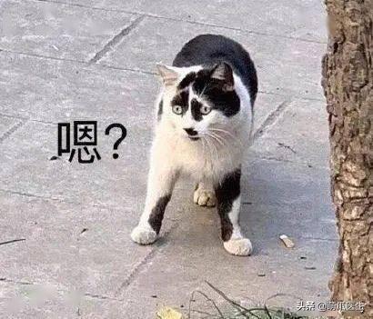 猫拉完屎还满屋疯跑？铲屎官：想当场自杀