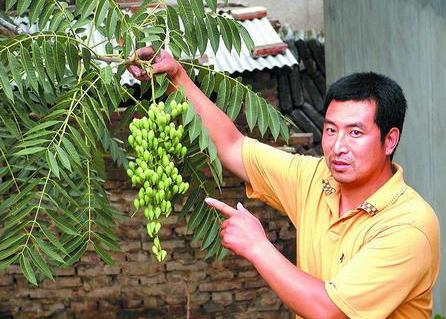 农民砍自己的树获刑,农民砍自家树最高判七年