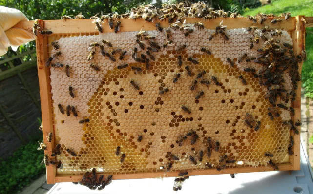 蜂巢是六边形还是圆形的,蜂巢为什么不是三角形是六边形的