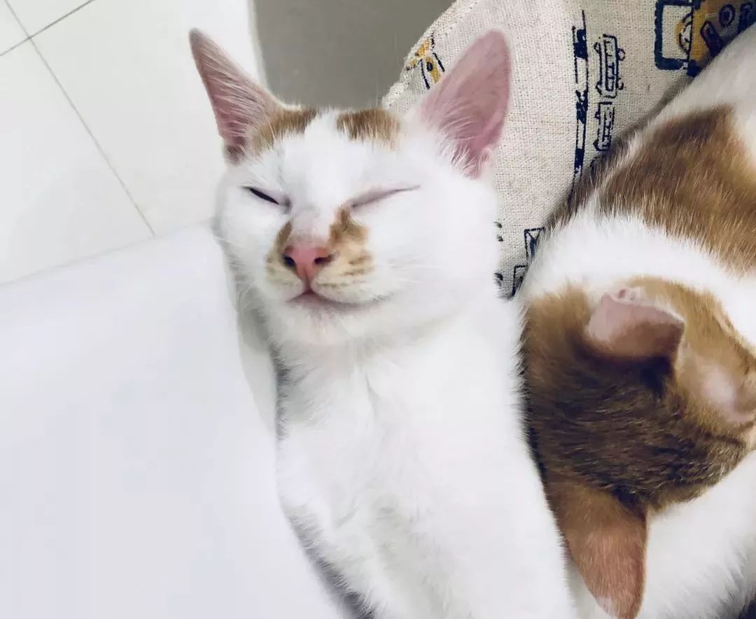 猫窝倒扣闷死猫事件,猫窝导致宠物窒息