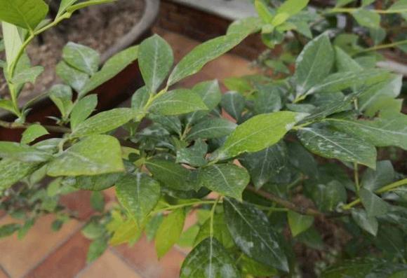 蓝莓容易得的病害有哪些,蓝莓盛果期怎样防治病害