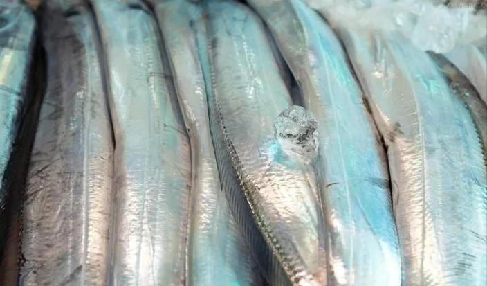 舟山带鱼特级多宽,舟山带鱼一般几指宽