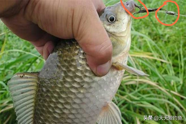 金海夕朝天钩钓大板鲫几号钩,朝天钩绑法单钩调漂方法