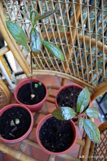 吃完的水果种子不要丢,吃完水果果核别扔