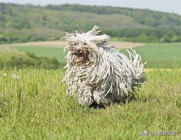 拖把狗是什么样子的,真正的拖把狗图片