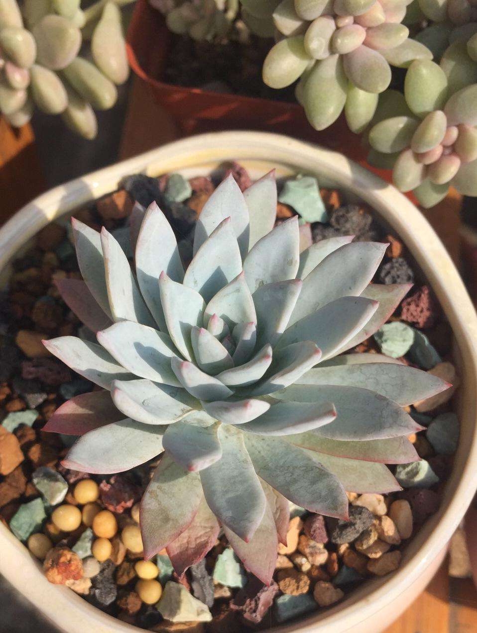 100种常见多肉植物图鉴收藏,1000种多肉植物图鉴及名字