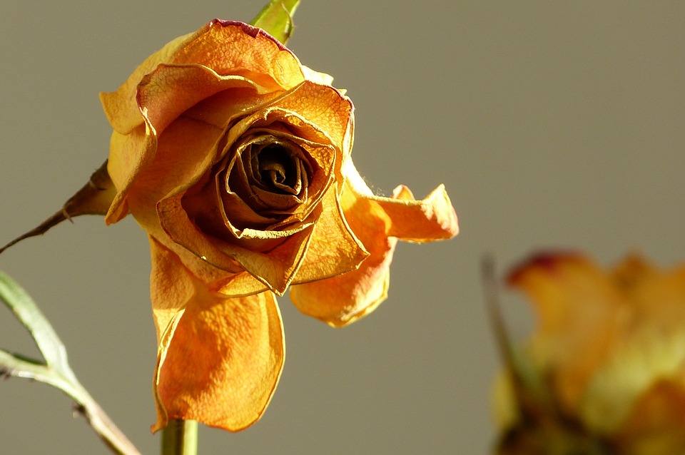 丧兄之痛最伤感的句子,简短干净丧到极致的句子