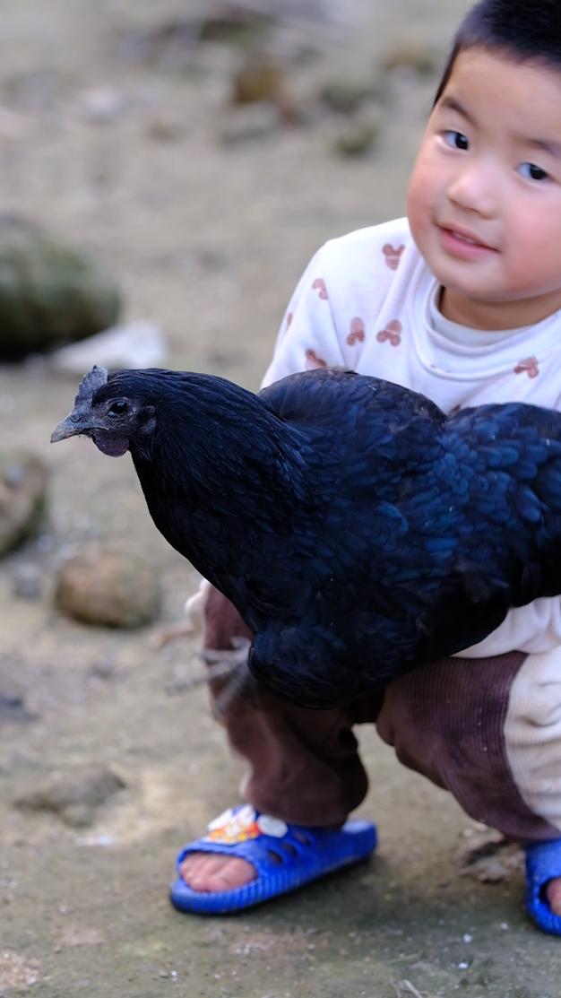 全身灰黑的鸟像鸡一样大不会飞,全身都是黑色的鸡