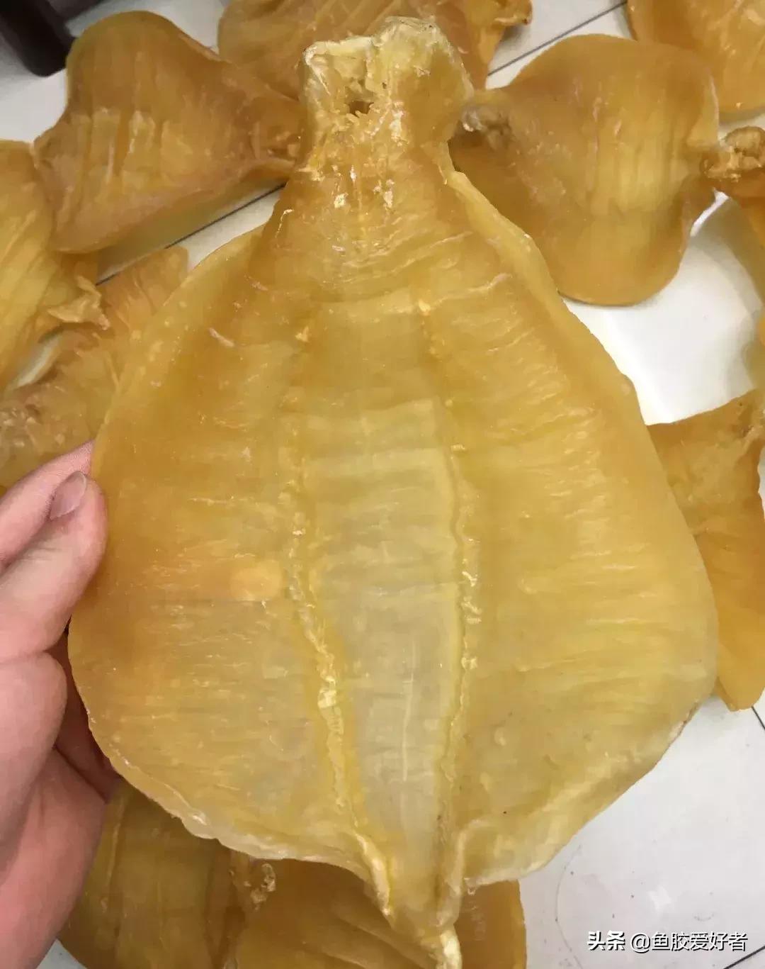 五大顶级鱼胶赤嘴鳘鱼胶,五大赤嘴鱼胶