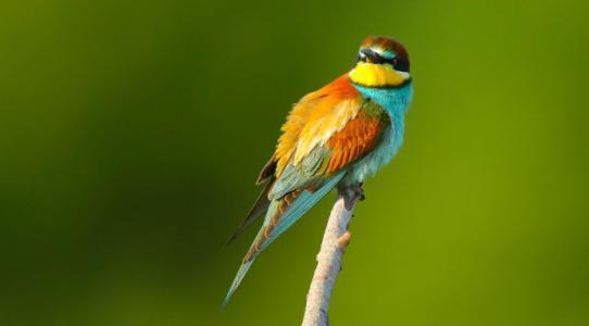 蓝胸佛法僧高清图片,蓝胸佛法僧