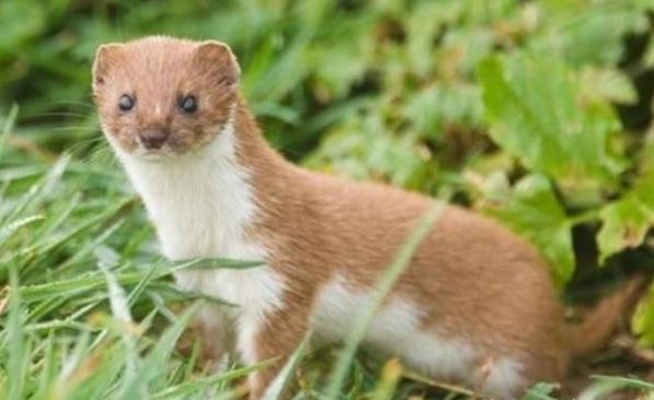 科学证实黄鼠狼为啥不能杀,为什么不能杀黄鼠狼科学证明