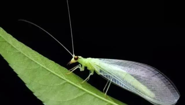 园子里的昆虫有多少,花园里的小动物哪些是昆虫