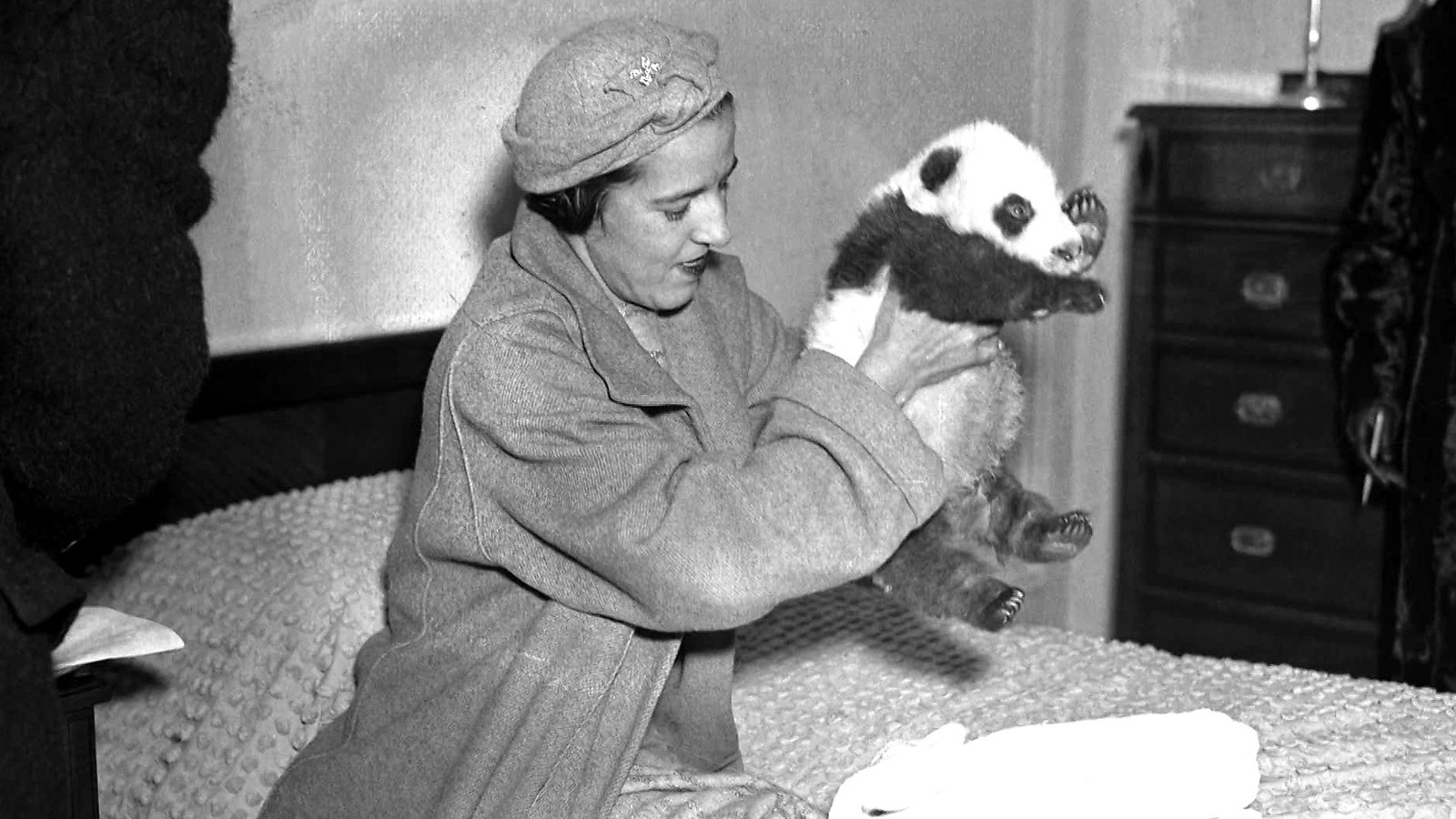 1939年被偷到英国的大熊猫,美国人偷走大熊猫后续