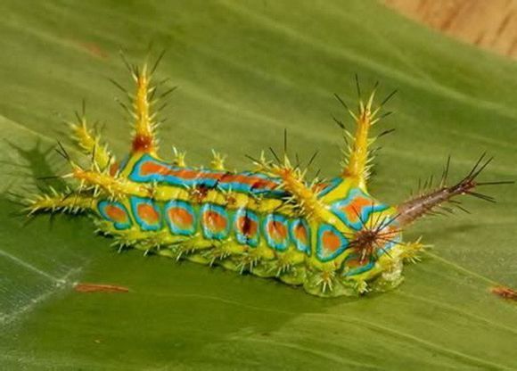 盘点长相怪异的十大虫子。