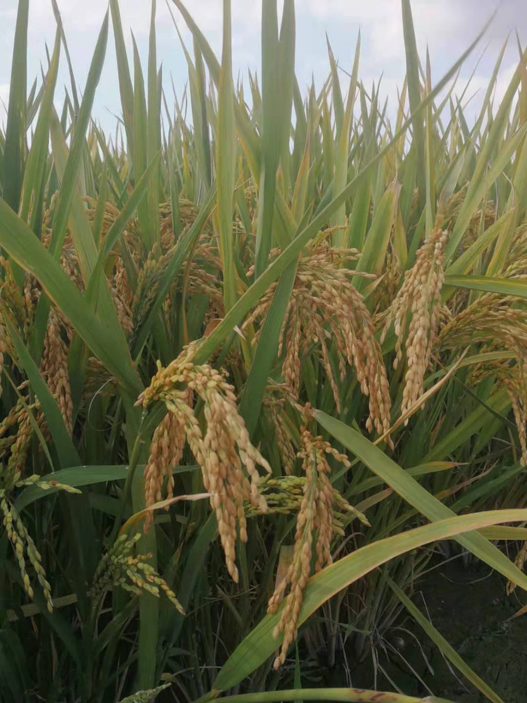 江西纯手工年糕的制作方法,嵊州年糕制作方法全过程