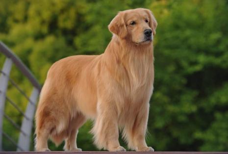 选金毛要选活泼的还是温顺的,选金毛怎么选