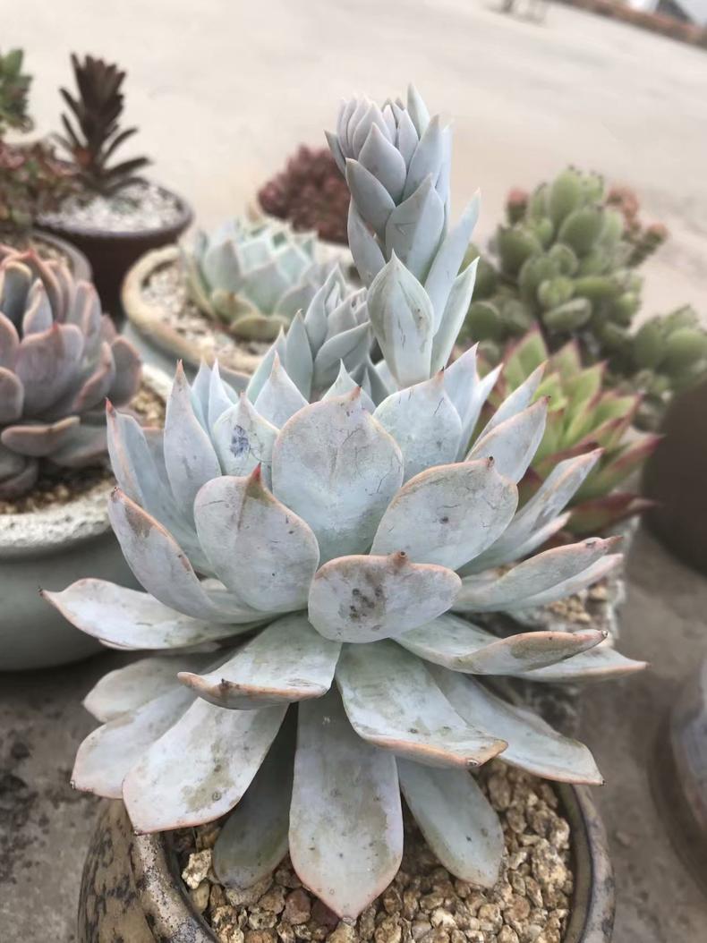 多肉初恋叶子长斑,多肉叶子长斑点是什么原因