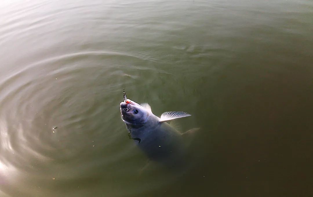 小鱼老往水面上跑怎么办,钓鱼怎么解决挡口问题