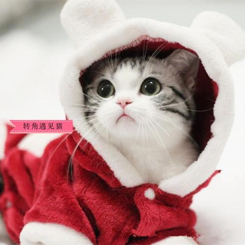 猫长寿多少年,猫咪长寿排行