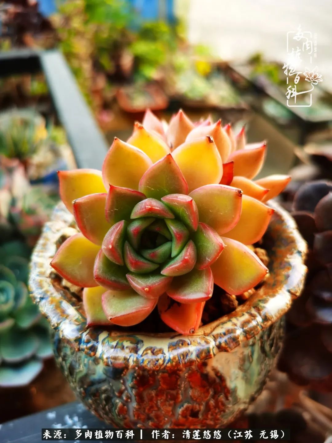 可爱多肉的露脸照,多肉大合照视频