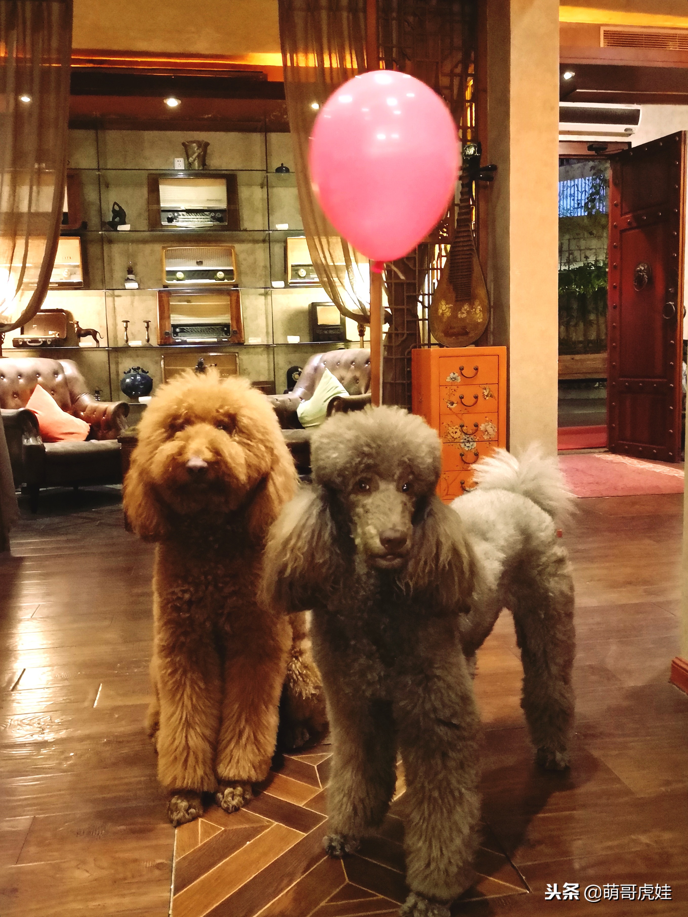 巨型狗狗超级可爱贵宾犬,巨型贵宾犬遇见其他狗狗