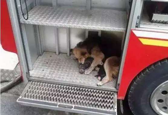 一场大火淹没了居所，狗妈妈拼尽全力救出了他们