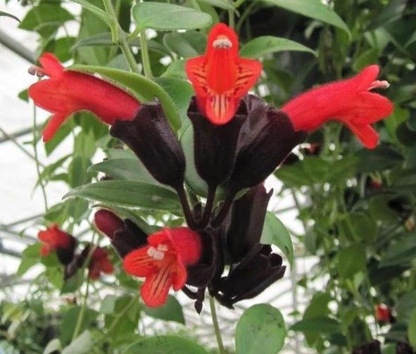 此花颜值不输荷花,此花艳丽富贵