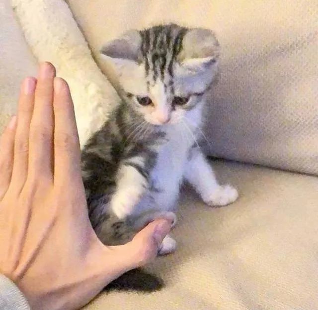 哪些明星养猫最好养,盘点明星们养的宠物