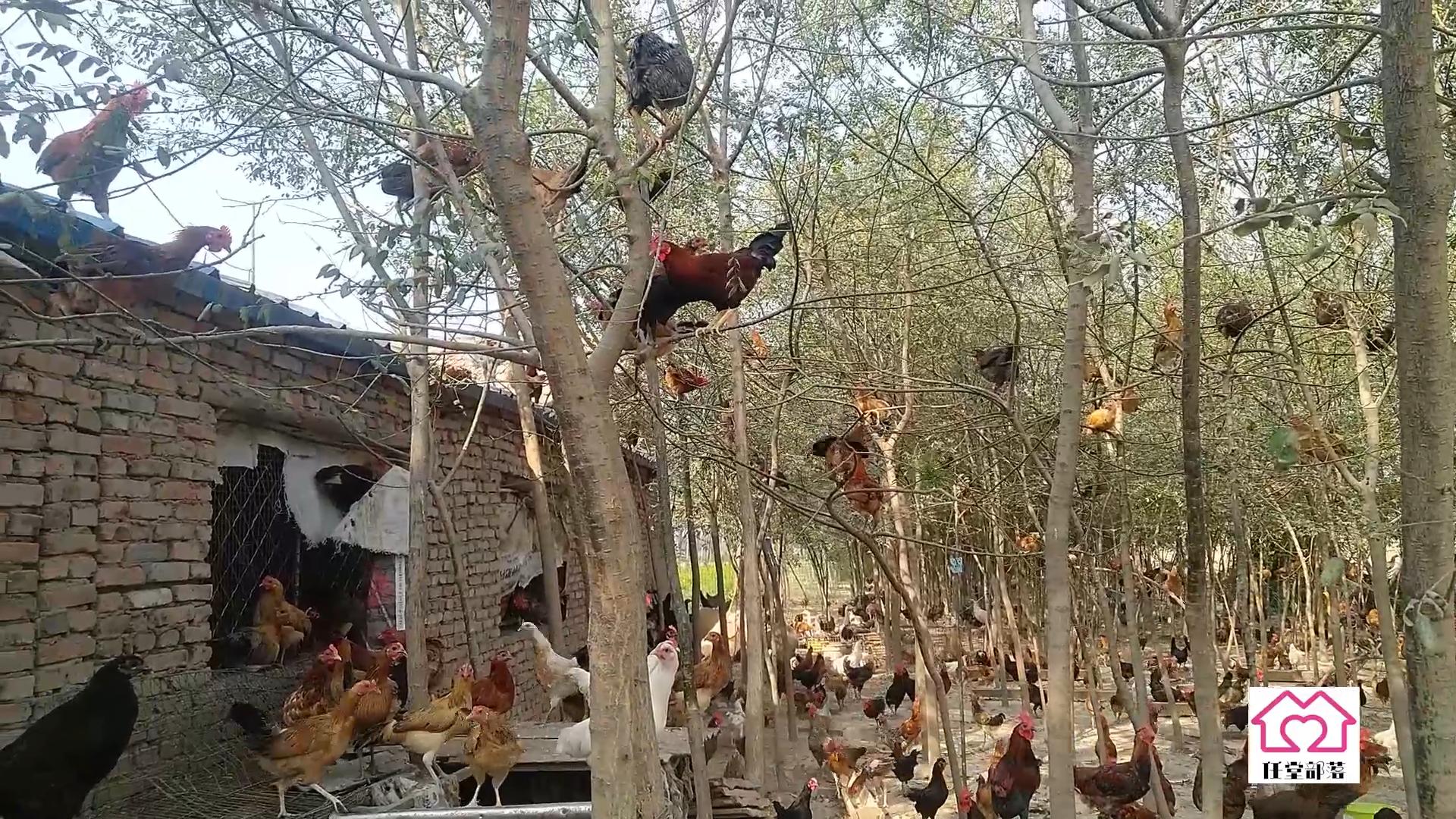 农村地里养殖柴鸡,大叔在农村养一万只芦花鸡