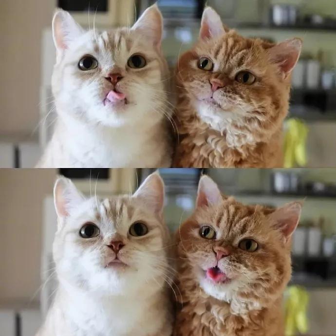 养猫女孩必备知识有哪些,分享养猫知识猫咪动画