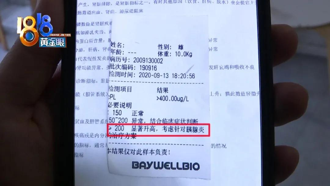 柯基犬突然呕吐是什么原因,柯基犬呕吐拉血是什么原因