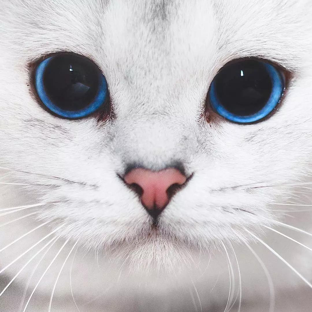 猫咪的眼睛好漂亮,猫咪的眼睛为什么又大又好看