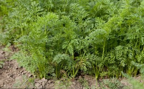 大棚秋季胡萝卜的种植,春胡萝卜种植技术