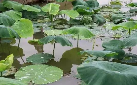 荷藕小龙虾混养一亩田收入多少,藕虾共养新模式