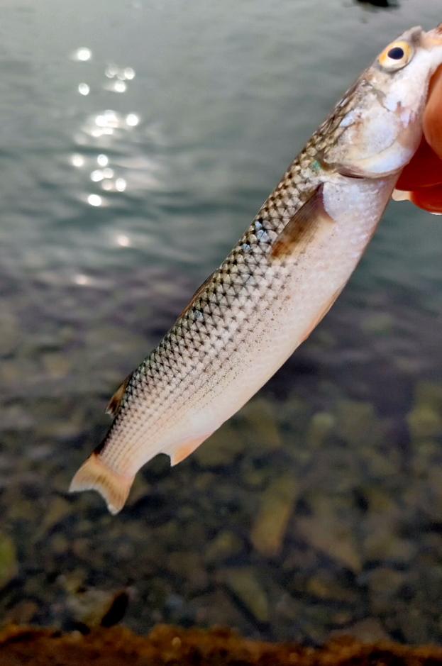 鲈鱼群,鲈鱼群接连上鱼