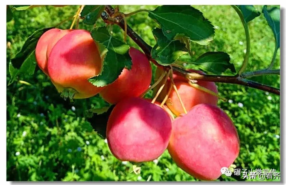 齐齐哈尔之行打卡,齐齐哈尔必打卡美食