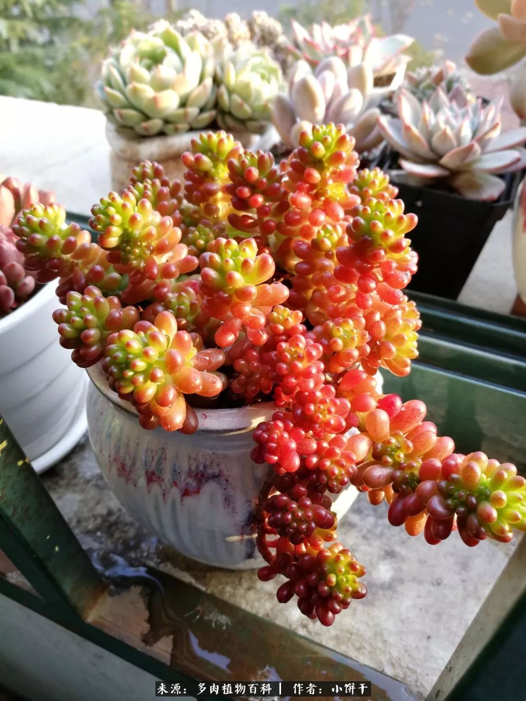 无肉不欢的肉瘾少女，日日沉迷于美色无法自拔！