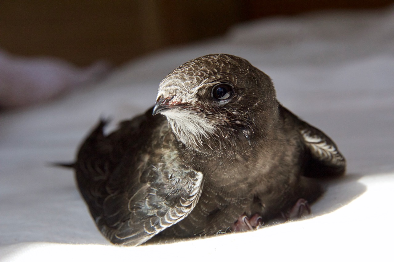 雨燕最快飞行速度,每天飞行4000公里