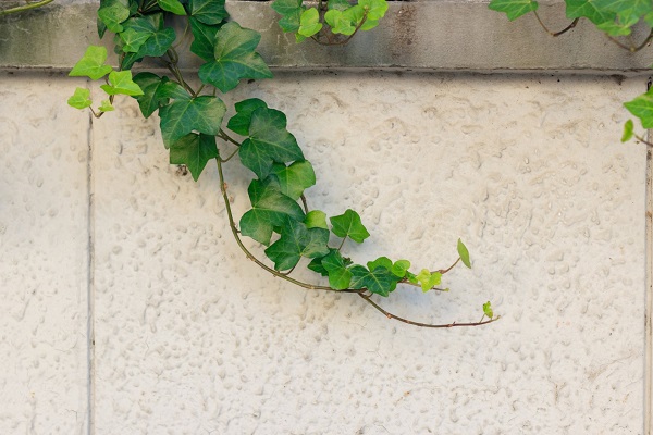 耐寒爬墙的盆栽品种有哪些,种什么爬墙植物不招虫耐寒