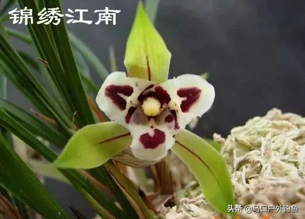 蝴蝶兰花是名贵的吗,中国兰花的鉴赏标准