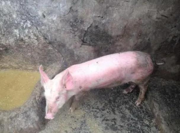 猪拉稀不食的治疗视频,猪拉稀又不吃食怎么办打什么针