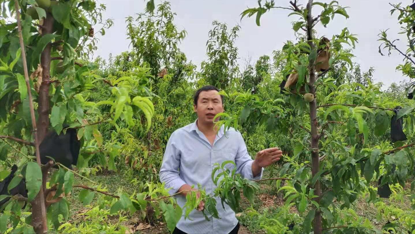 桃树被雹子砸了来年还结桃子吗,桃树被冰雹砸伤树皮开裂怎么处理