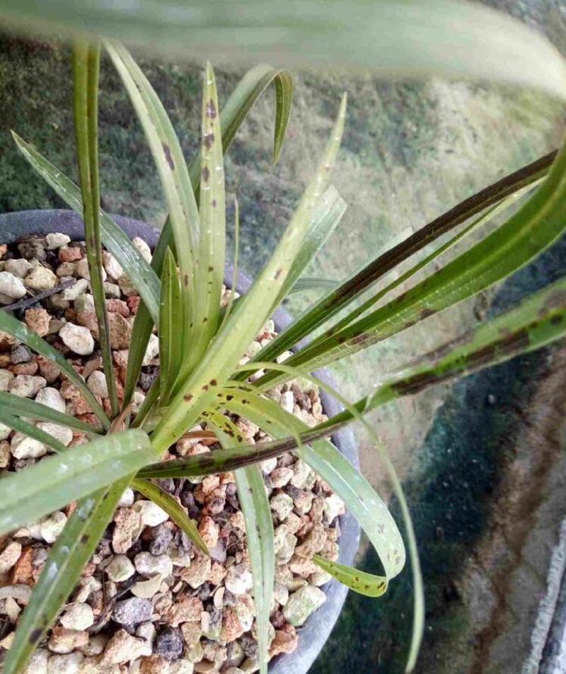 花瓶的兰花叶片发黄怎么处理,兰花叶片发黄需要施什么肥料