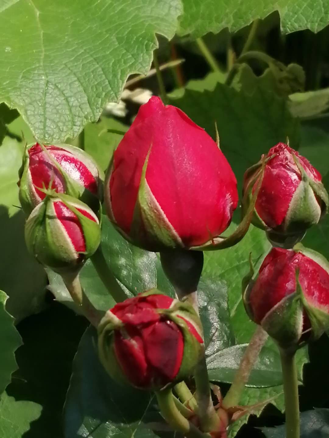 中国诗歌周刊第101期,中国诗歌周刊194期