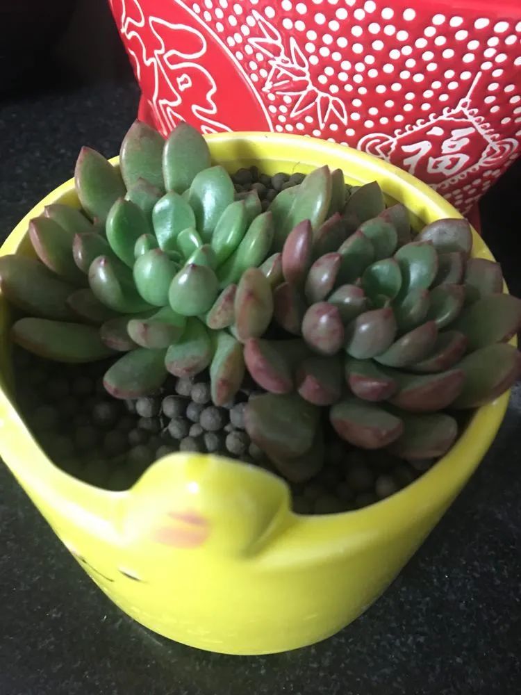 2021牛转乾坤砥砺前行,2021年牛转乾坤时来运转