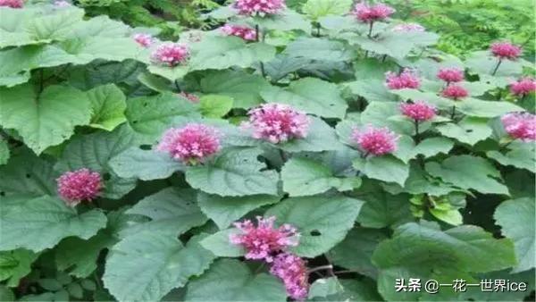 农村什么草治痔疮良药,治疗痔疮草叫什么草