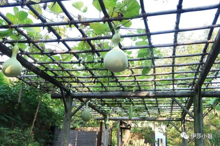 不看樱花能不能进武大,看樱花不一定要去日本的说说