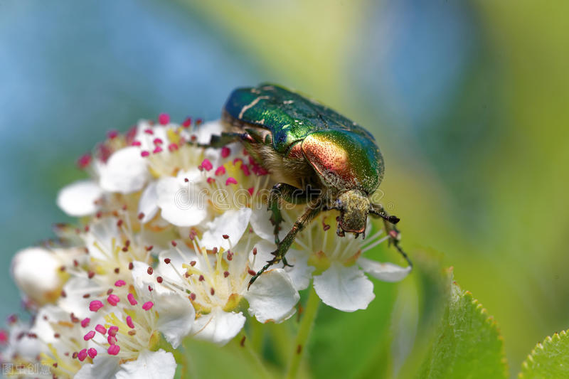金龟子昆虫介绍视频,金龟子昆虫与甲虫