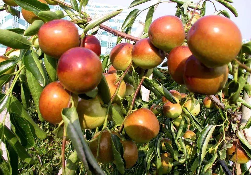 山东7月份有哪些水果可以采摘,山东10月份有什么水果可以采摘