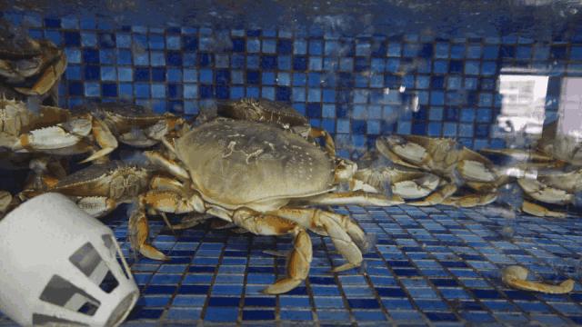 连云港旅游海鲜美食,连云港本地吃海鲜攻略速来看